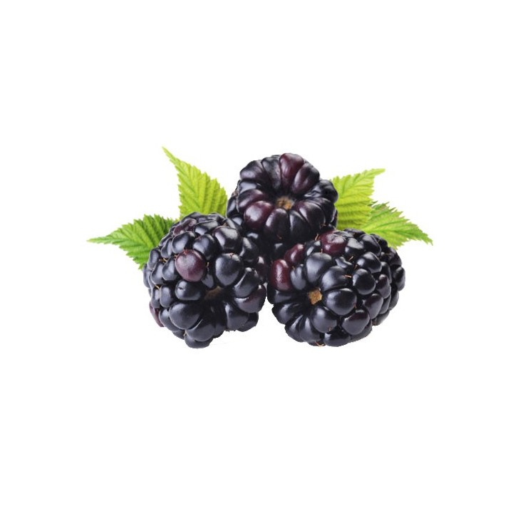 semillas de mora zarzamora rubus fructicosum