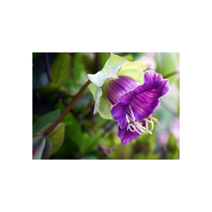 Cobea morada - 6 semillas