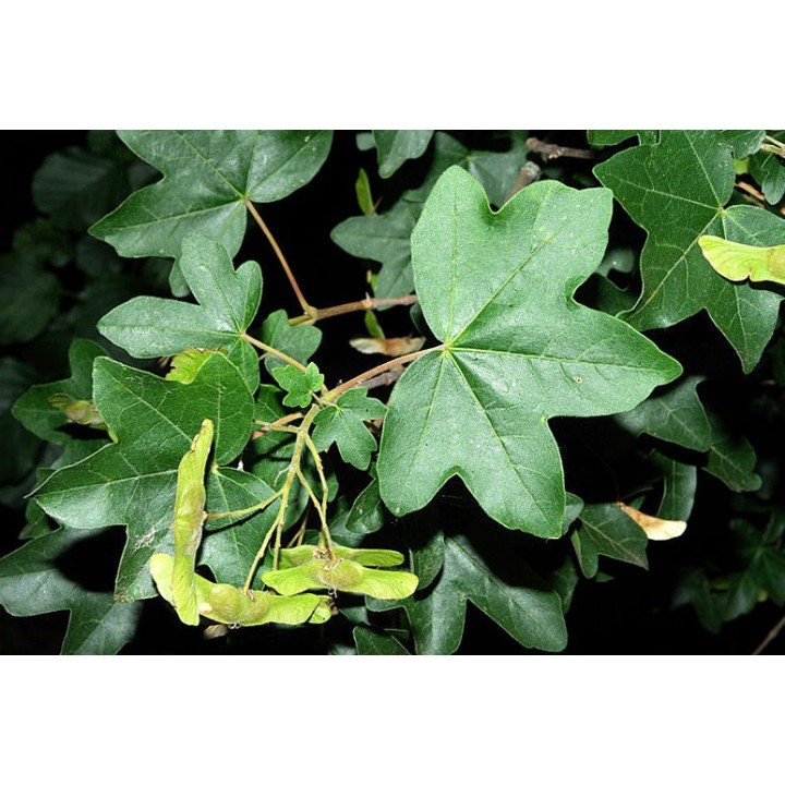 Sementes de Bordo comum (Acer camprestre)