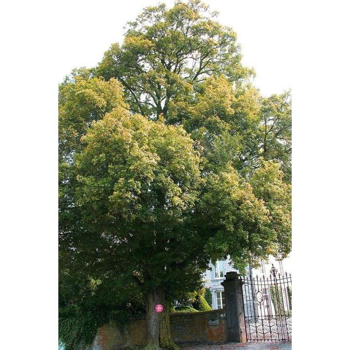 Sementes de Bordo comum (Acer camprestre)