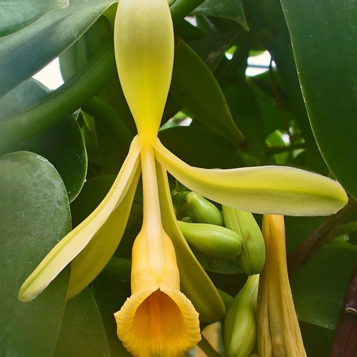 Planta de vainilla, vanilla planifolia, esqueje en maceta, aromática