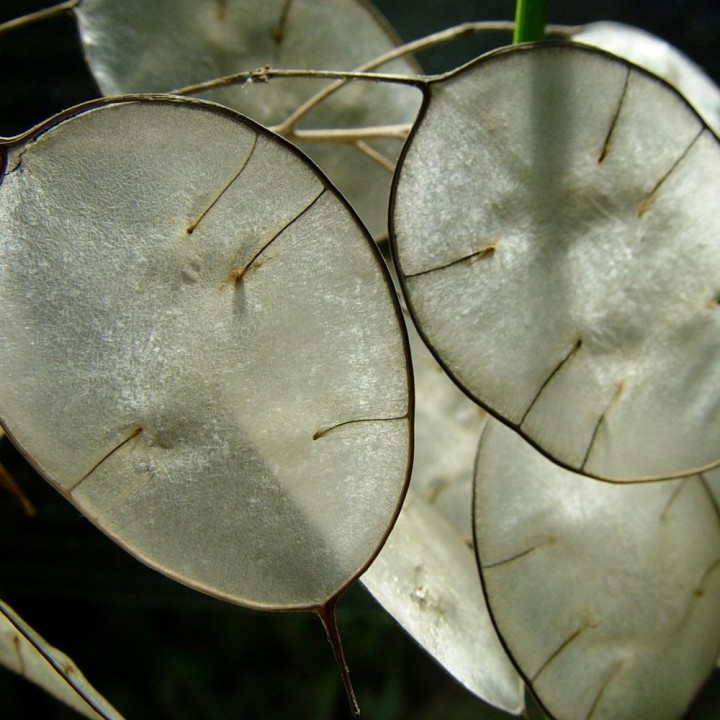 Sementes de lunaria branca, lunaria annua, flor da lua prateada