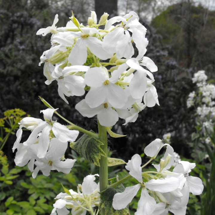 Sementes de lunaria branca, lunaria annua, flor da lua prateada