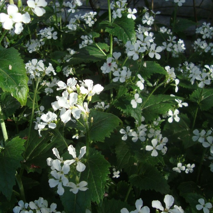 Sementes de lunaria branca, lunaria annua, flor da lua prateada