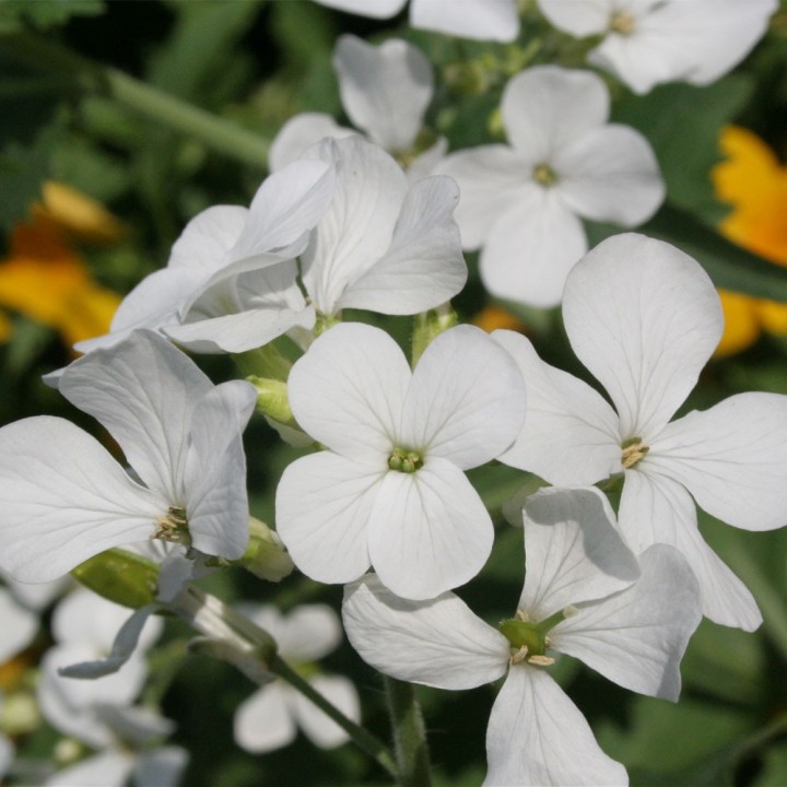 Sementes de lunaria branca, lunaria annua, flor da lua prateada