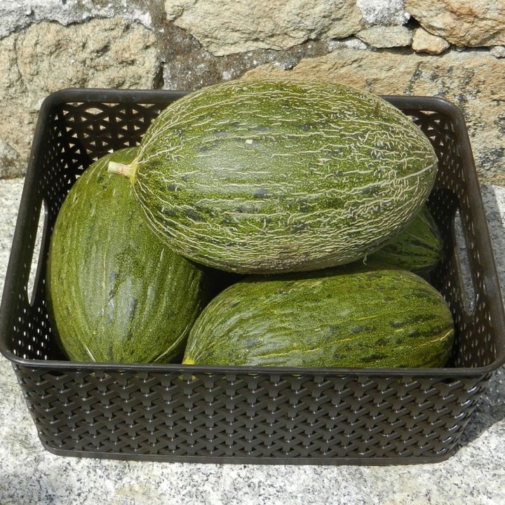 Melão de pele de sapo | sementes para semear