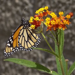 Asclepias curassavica - 1 planta