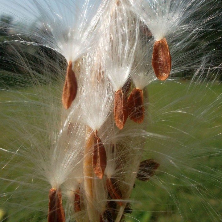 Planta de Asclepias curassavica comprar online
