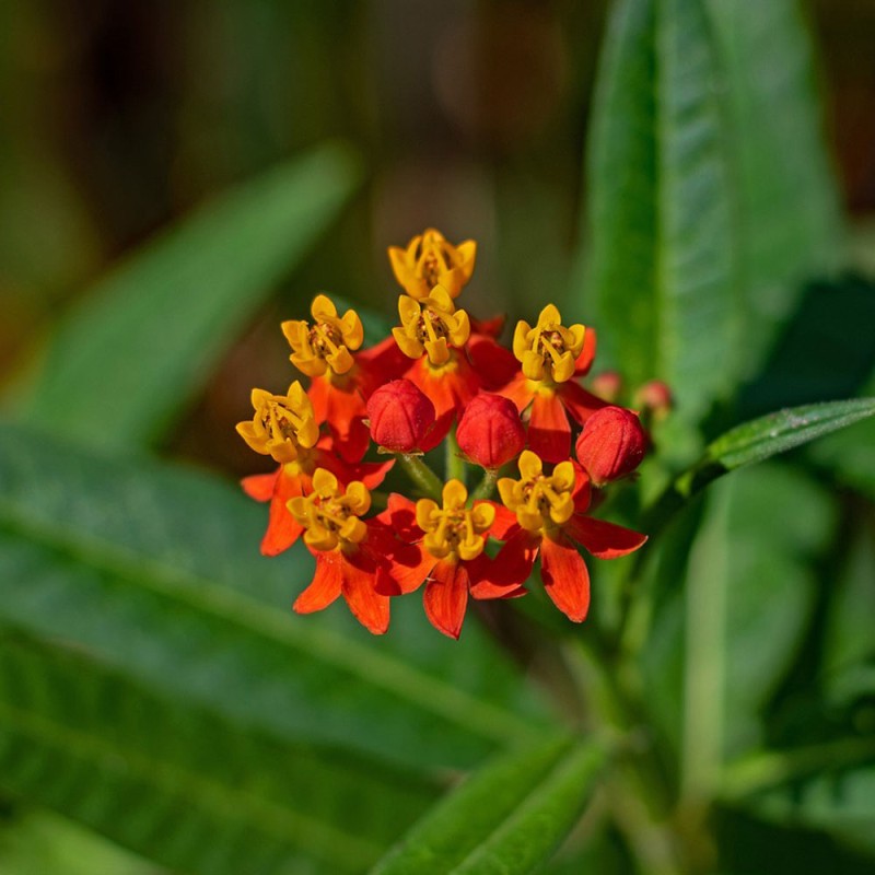 sementes de asclepias curassavica