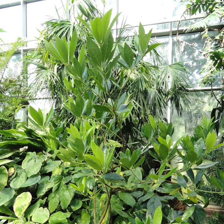 Sementes de Anis-estrelado (Illicium verum) para semear | EntreSementes
