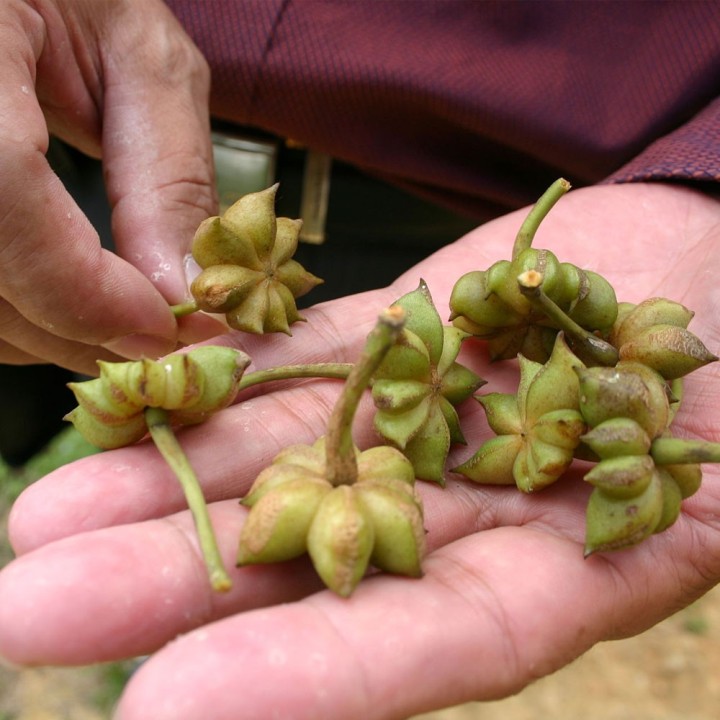 Sementes de Anis-estrelado (Illicium verum) para semear | EntreSementes