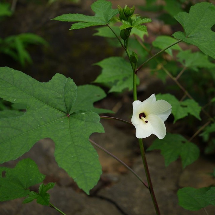 Sementes de hibiscus manihot, anteriormente Hibiscus agora Abelmoschus