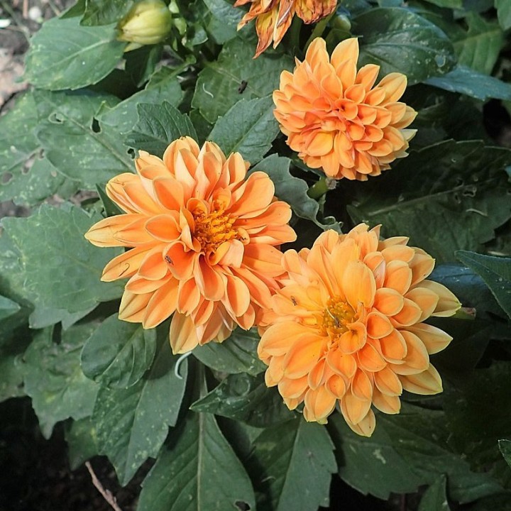 Sementes de Dálias Coloridas (Dahlia variabilis Figaro) | Loja de Sementes