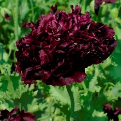 Papaver somniferum Black Peony - 500 sementes