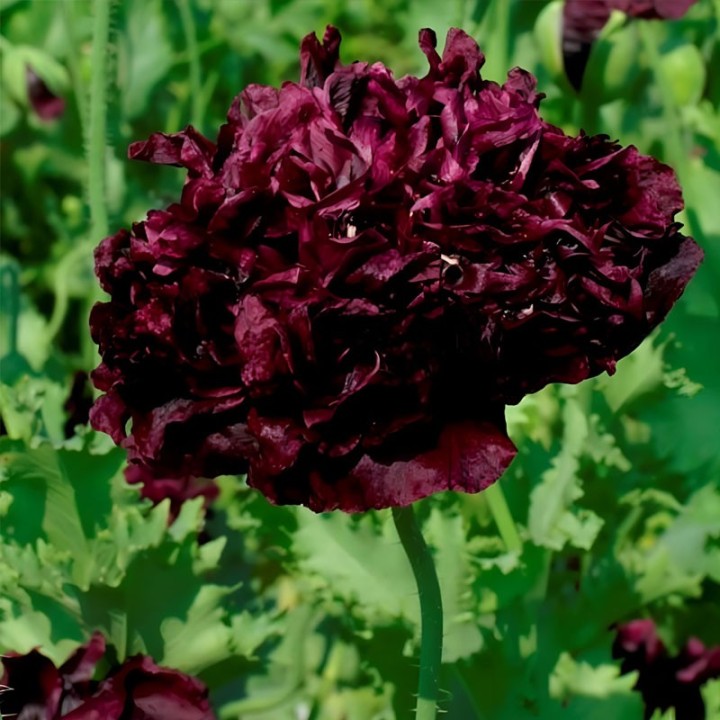 Sementes de Papoula Somnífera Black Peony (Papaver somniferum) | Loja de Sementes