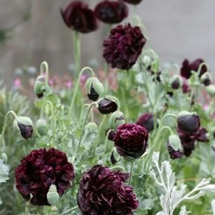 Sementes de Papoula Somnífera Black Peony (Papaver somniferum) | Loja de Sementes