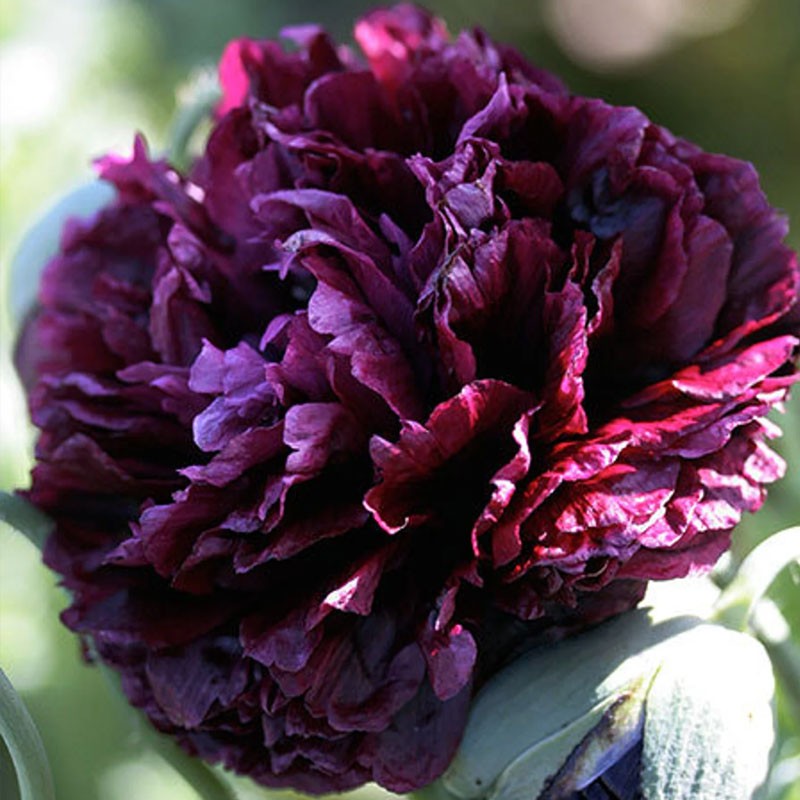 sementes de Papaver somniferum Black Peony