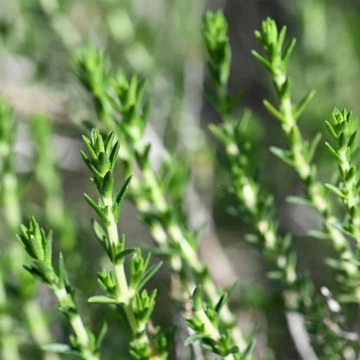 Sementes de Tomilho de Creta (Thymbra capitata)