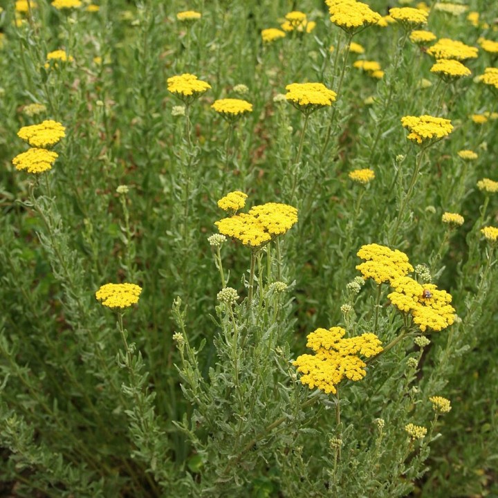 Sementes de Agerato (Achillea ageratum)