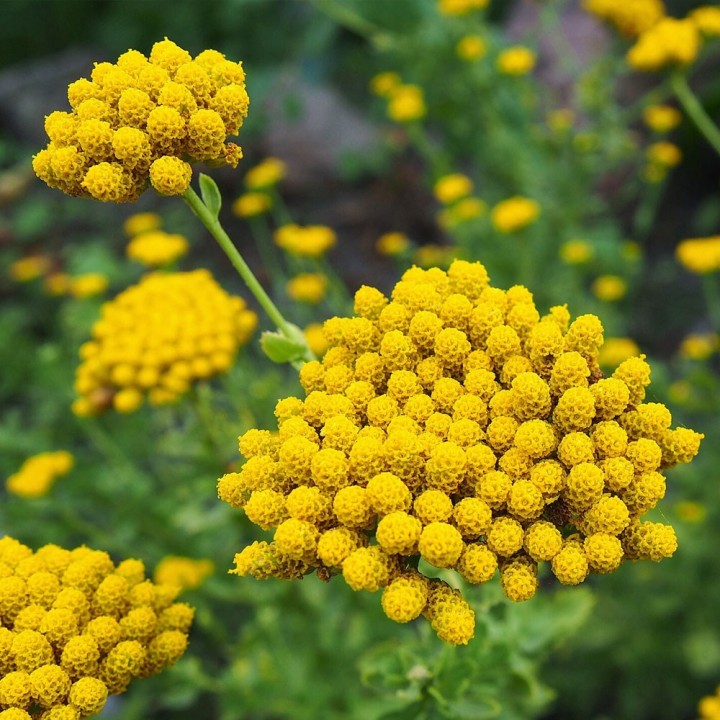 Sementes de Agerato (Achillea ageratum)