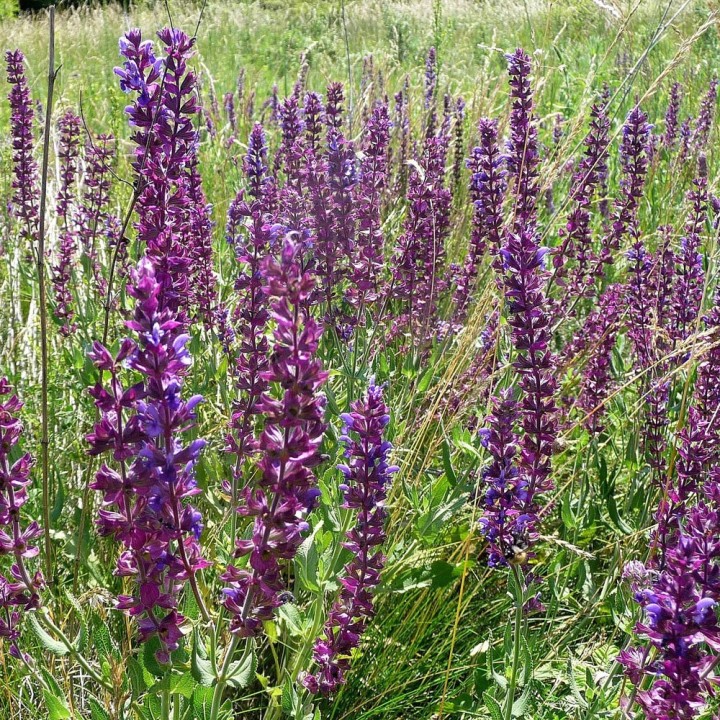 Sementes de Salvia pratensis, a sálvia dos prados em semente