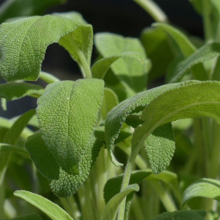 Sementes de Salvia officinalis, a sálvia officinal para semear a partir da semente