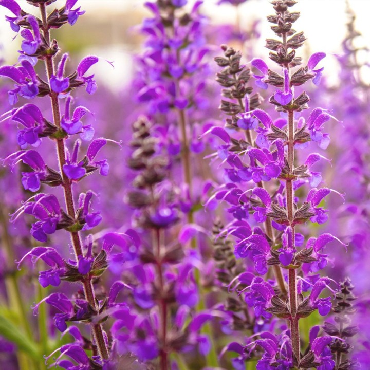 Sementes de Salvia officinalis, a sálvia officinal para semear a partir da semente