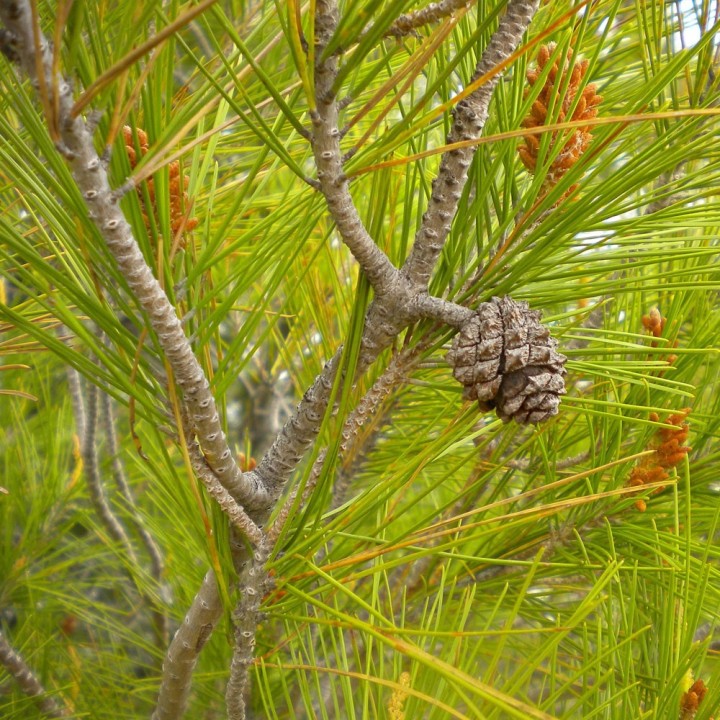 Sementes de pinheiro de Alepo (Pinus halepensis) ou Aleppo Pine