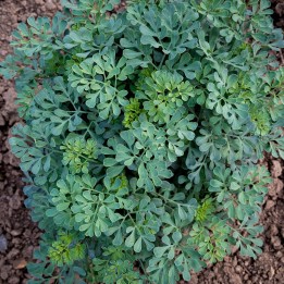 Sementes de Arruda (Ruta graveolens) arruda da horta ou ruda