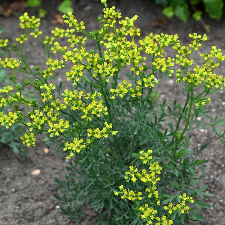 Sementes de Arruda (Ruta graveolens) arruda da horta ou ruda