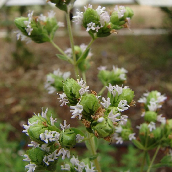 Sementes de Manjerona (Origanum majorana) | especialistas em sementes