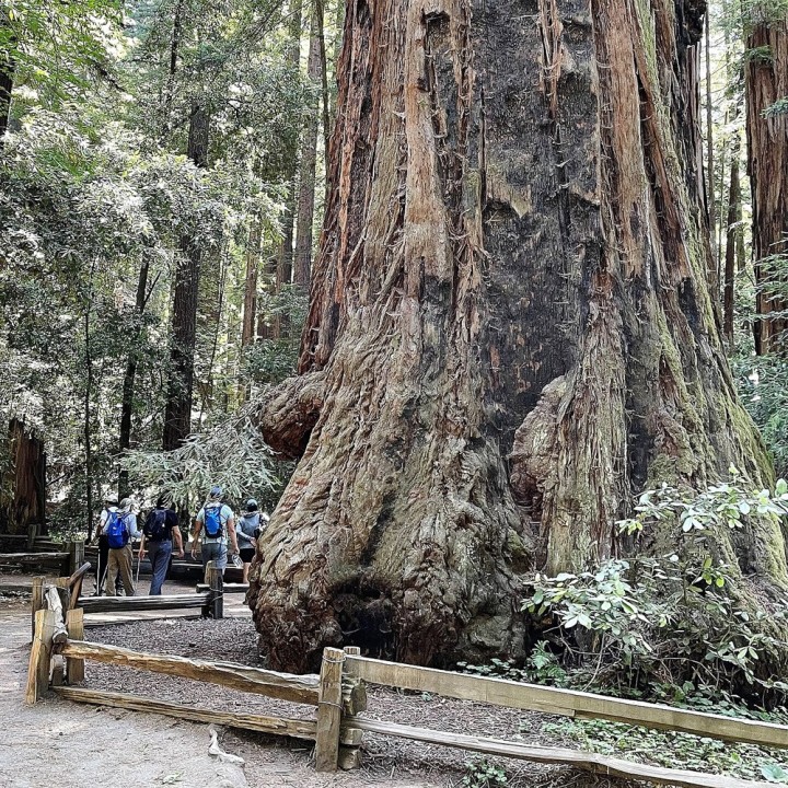 Sementes de Sequoia vermelha (Sequoia sempervirens) | loja de sementes