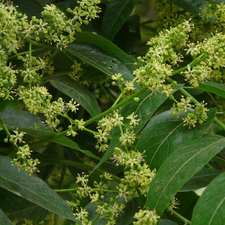 Sementes de Árvore do Sabão (Sapindus mukorossi)