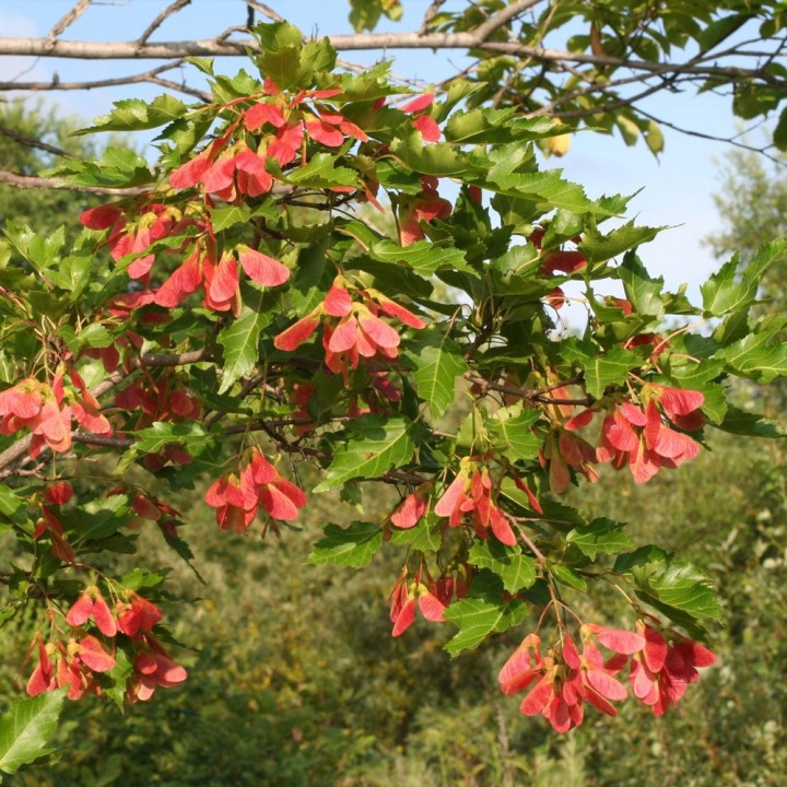 Sementes de maple love, Bordo de Amor (Acer ginnala)