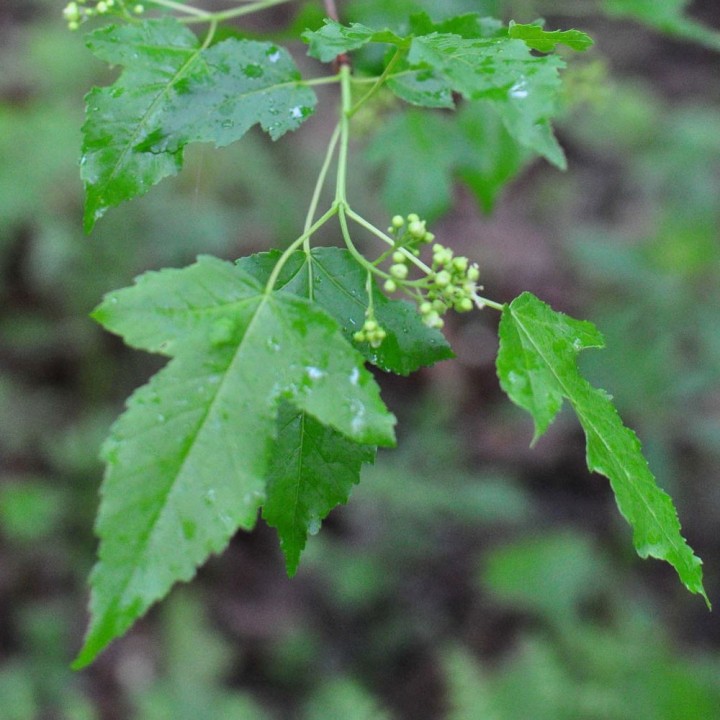 Sementes de maple love, Bordo de Amor (Acer ginnala)