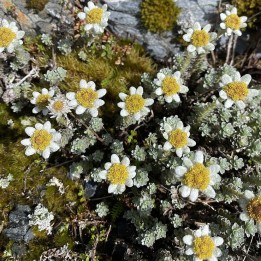 Leucogenes grandiceps sementes
