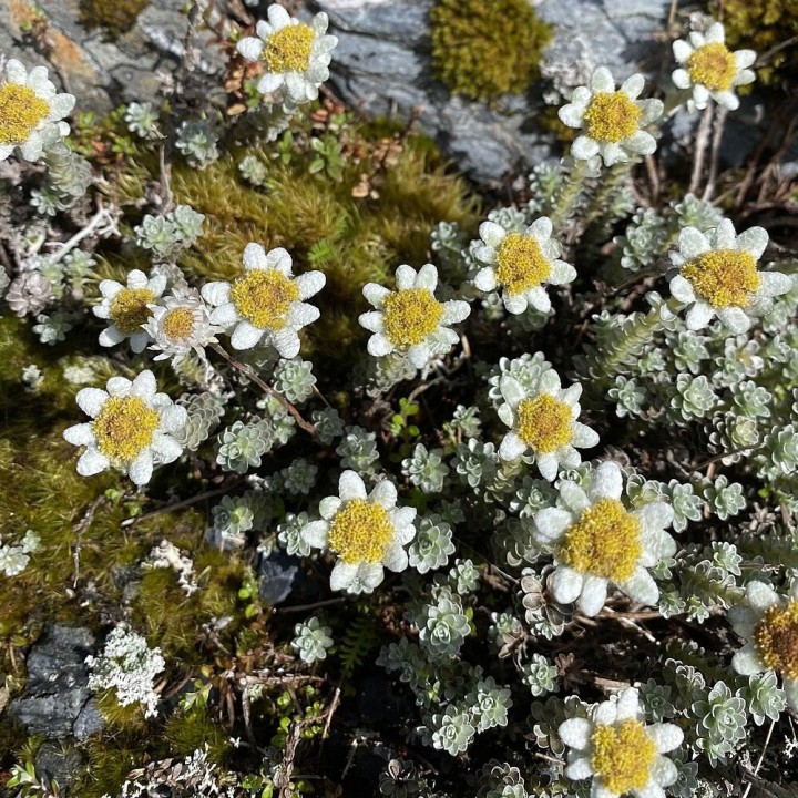 Leucogenes grandiceps sementes