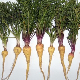 Sementes de Maca peruana (Lepidium meyenii) | Maca peruviana de Peru