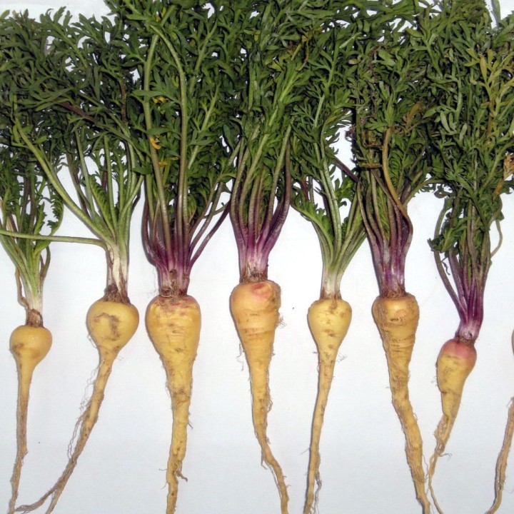 Sementes de Maca peruana (Lepidium meyenii) | Maca peruviana de Peru