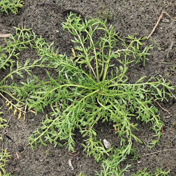 Sementes de Maca peruana (Lepidium meyenii) | Maca peruviana de Peru
