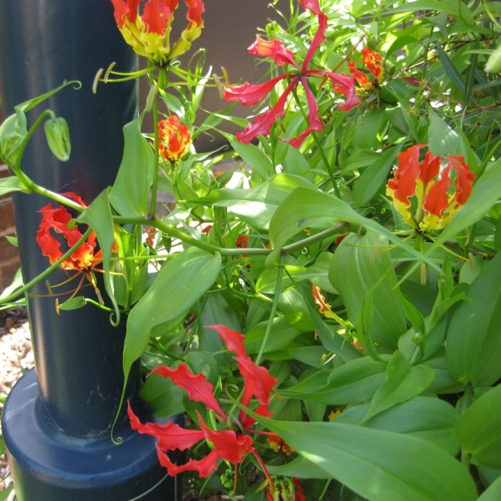 Sementes de Gloriosa rothschildiana, lírio trepador, lírio malabar