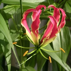 Gloriosa rothschildiana -...