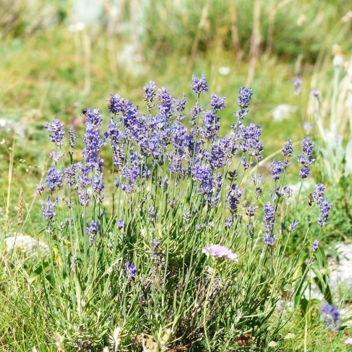 Sementes de Lavanda, Lavandula officinalis ou angustifolia