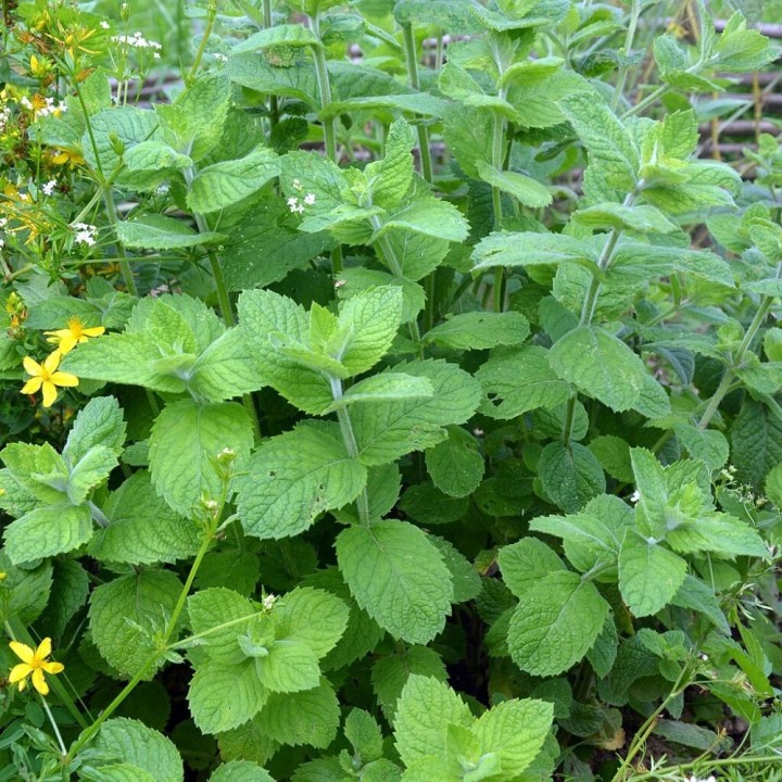 Sementes de erva-cidreira (Melissa officinalis)