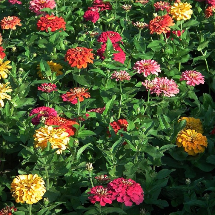 Sementes de Zinnia elegans, Zinia, juventude ou idade