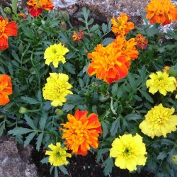 Tagetes / Cravo-da-índia -...