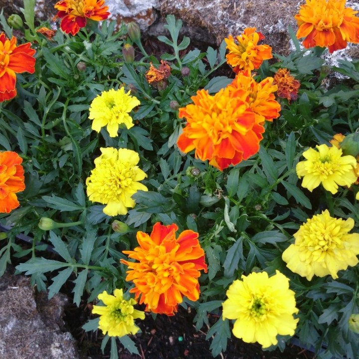 Tagetes - Sementes