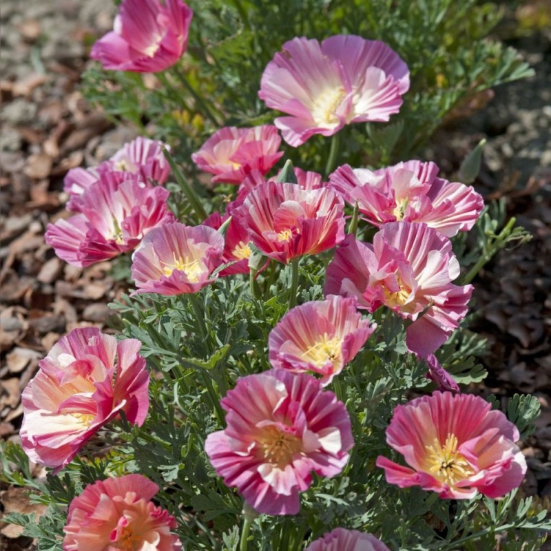 Papoula da Califórnia, Thai Silk Rose Chiffon - Sementes