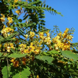 Tipuana tipu sementes