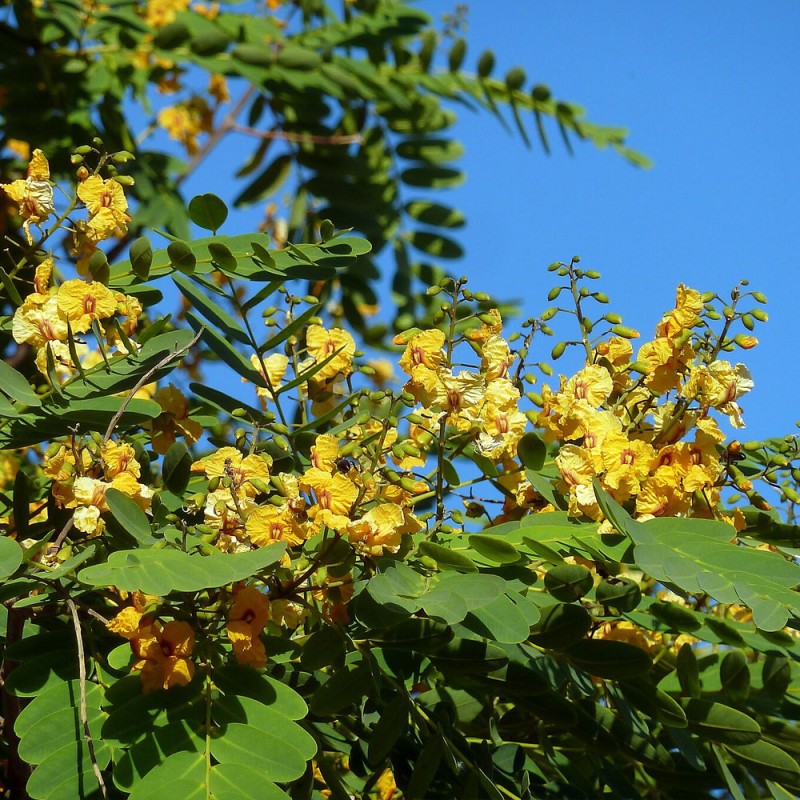 Tipuana tipu sementes
